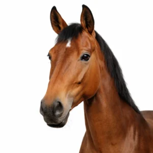 Equinos